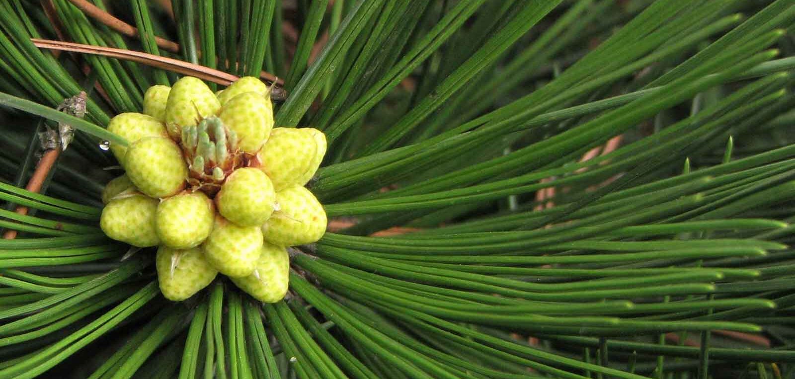 Pinus Heldreichii ‘Compact Gem’