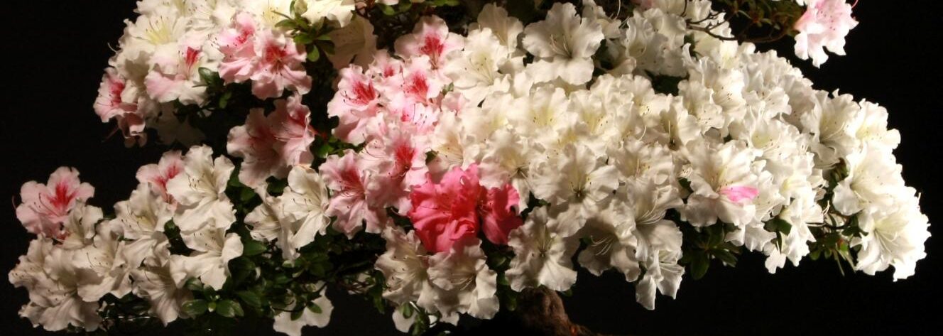 Azalea Satsuki ‘Kaho’