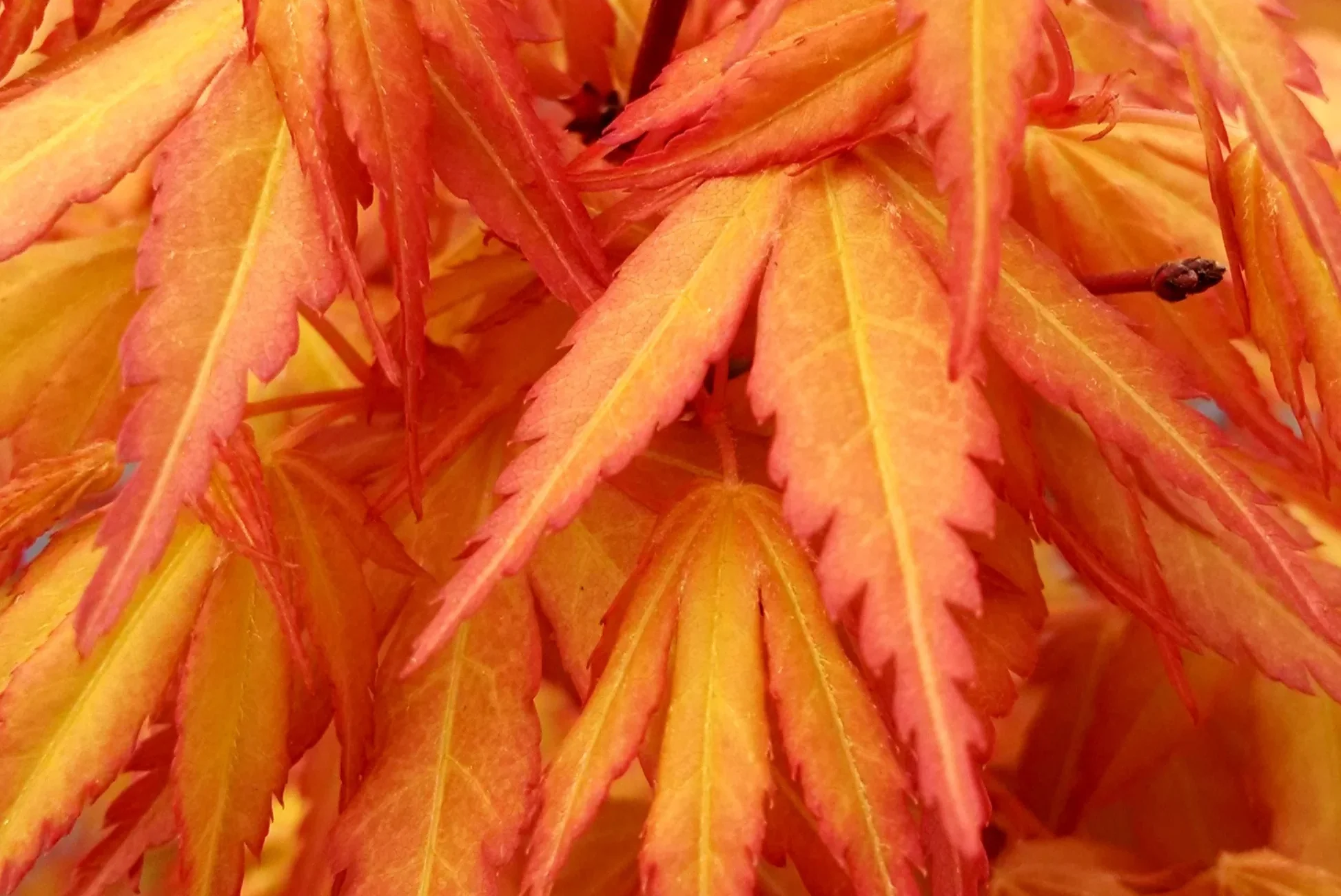 Acer Palmatum ‘Katsura’