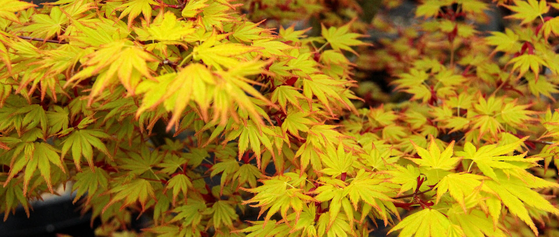 Acer Palmatum ‘Orange Dream’