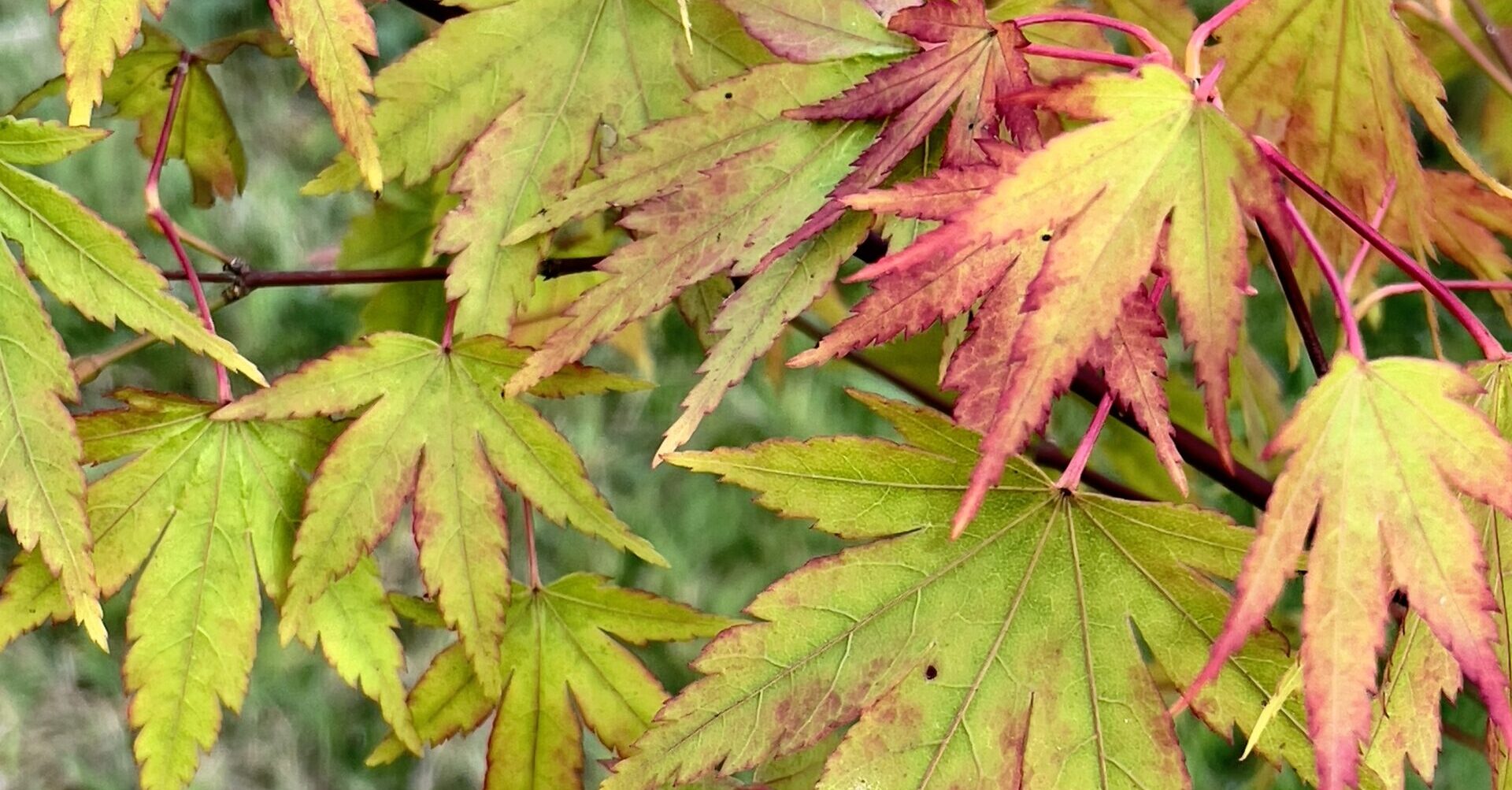 Acer Palmatum ‘Rising Sun’