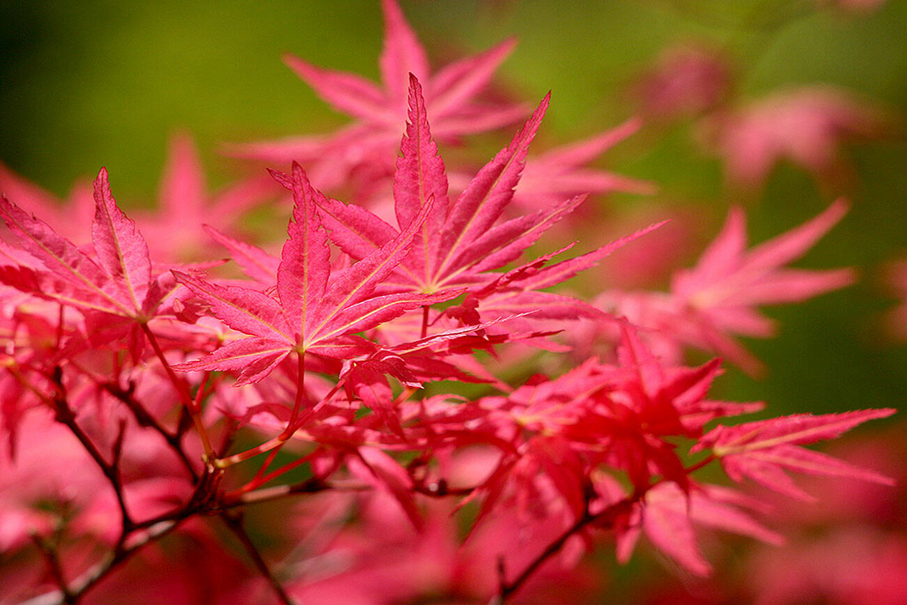 Acer Palmatum ‘Shin-Desjohoh’
