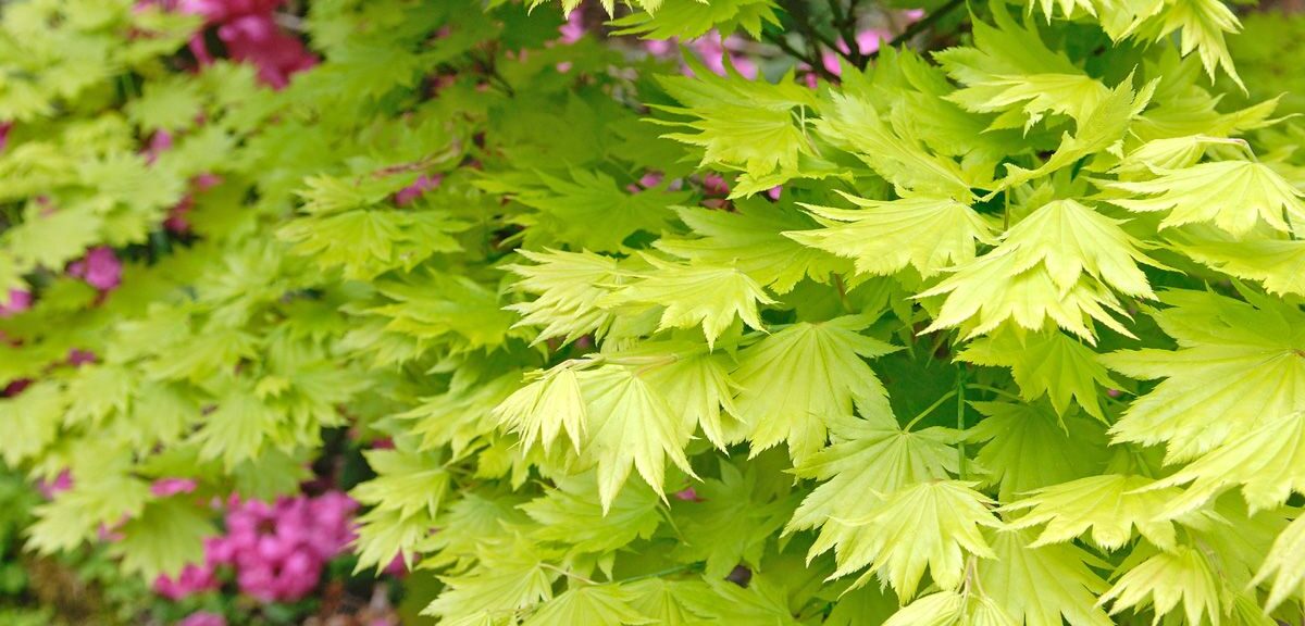 Acer Shirasawanum ‘Aureum’