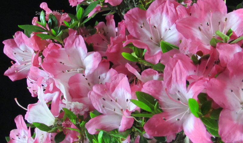 Azalea Satsuki ‘Suzu no Homare’