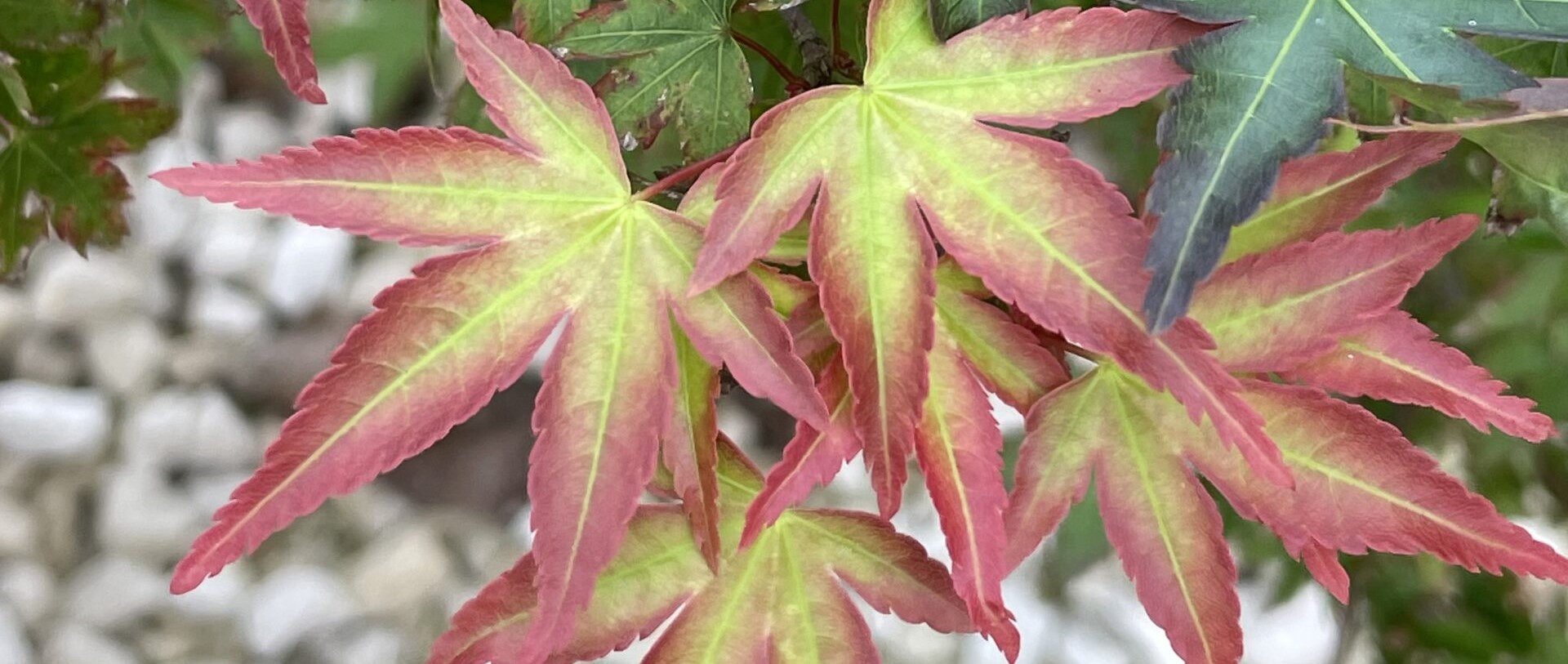 Acer Palmatum ‘Kiyo Hime’