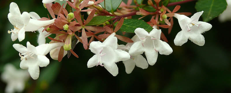 Abelia