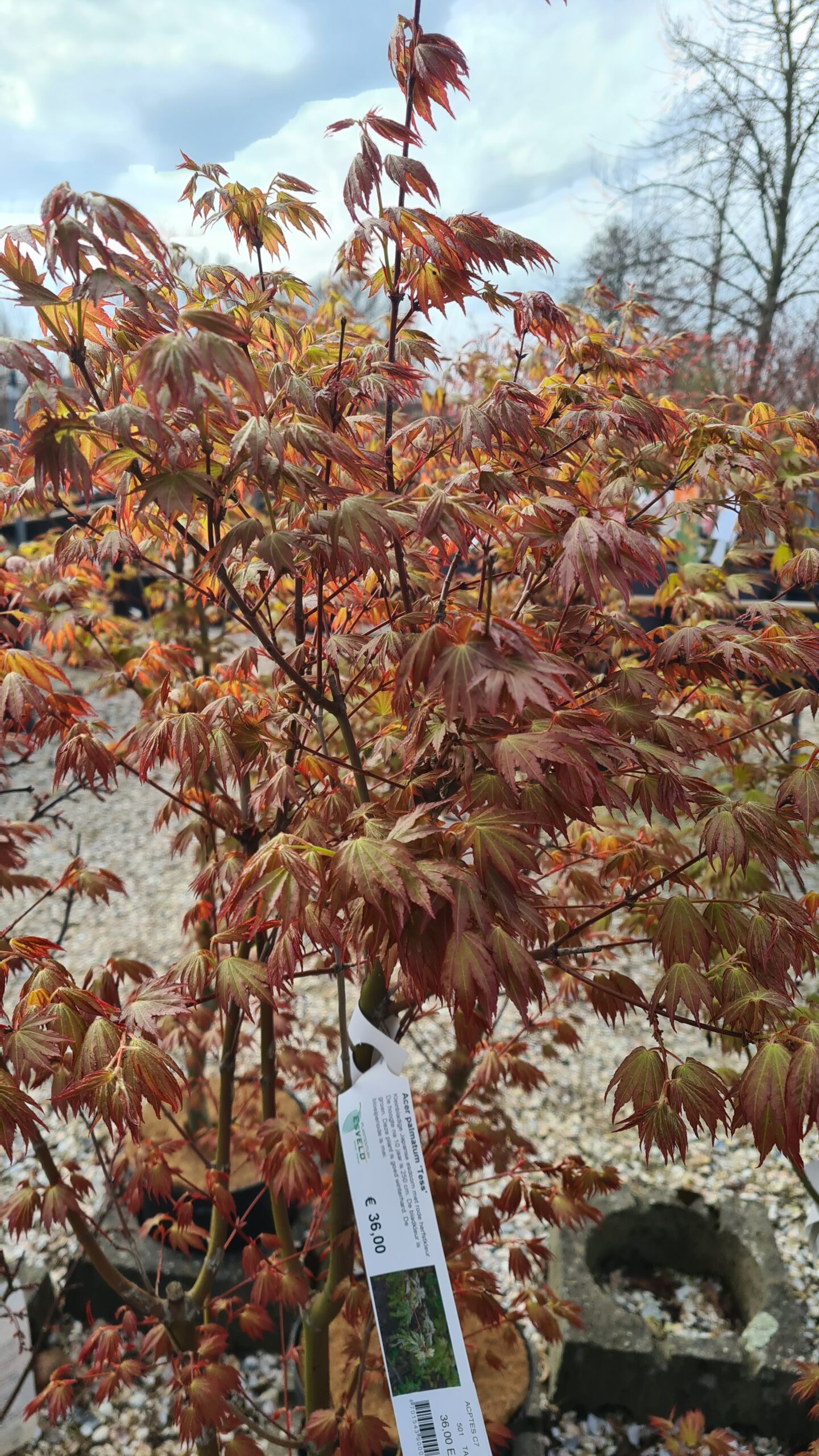 Acer Palmatum ‘Tess’
