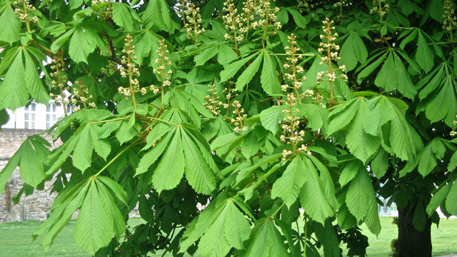 Aesculus Hippocastanum