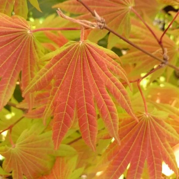 Acer Shirasawanum ‘Moonshine’