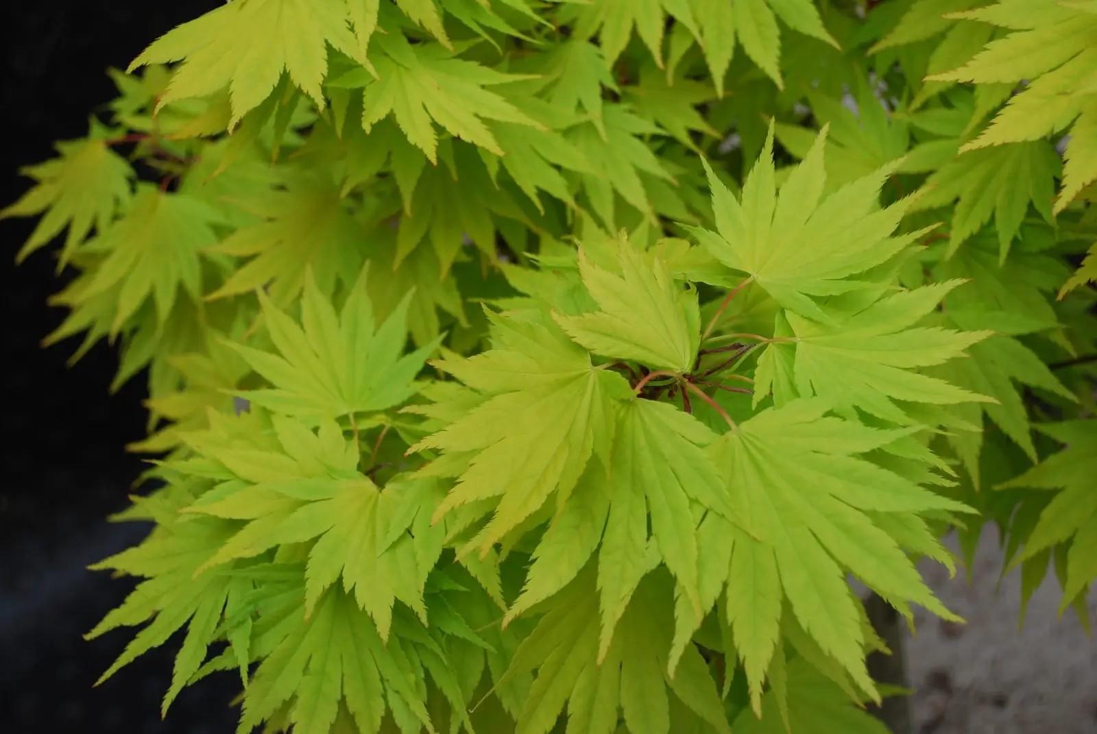 Acer Shirasawanum ‘Jordan’