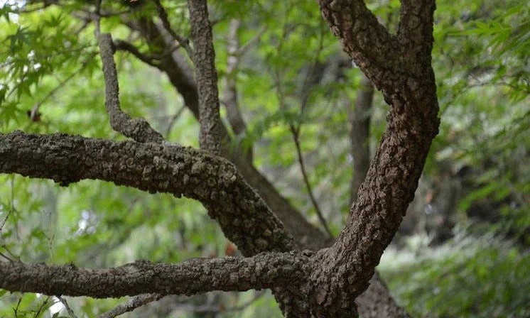 Acer Palmatum ‘Arakawa’