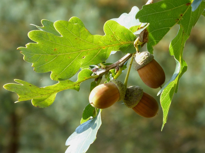 Quercus Robur